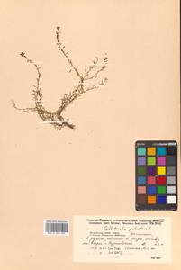 Callitriche palustris subsp. palustris, Siberia, Russian Far East (S6) (Russia)