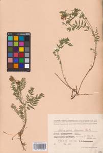 Astragalus danicus Retz., Eastern Europe, Eastern region (E10) (Russia)