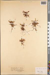 Lagotis korolkowii (Regel & Schmalh.) Maxim., Middle Asia, Pamir & Pamiro-Alai (M2) (Tajikistan)