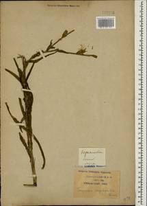 Tragopogon dasyrhynchus Artemczuk, Caucasus, Krasnodar Krai & Adygea (K1a) (Russia)