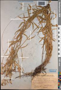 Dianthus chinensis L., Siberia, Russian Far East (S6) (Russia)