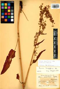 Rumex aquaticus L., Siberia, Baikal & Transbaikal region (S4) (Russia)