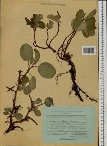 Salix reticulata L., Siberia, Baikal & Transbaikal region (S4) (Russia)