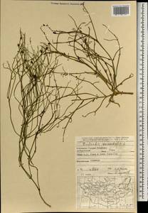 Dodartia orientalis L., Mongolia (MONG) (Mongolia)