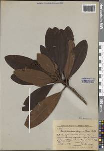 Rhododendron aureum Georgi, Siberia, Russian Far East (S6) (Russia)