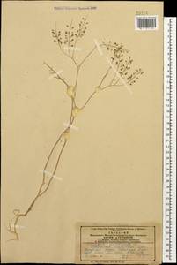 Lepidium vesicarium L., Caucasus, Azerbaijan (K6) (Azerbaijan)
