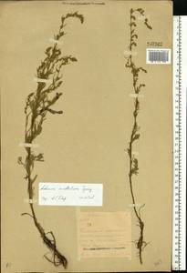 Artemisia marschalliana Spreng., Eastern Europe, Eastern region (E10) (Russia)