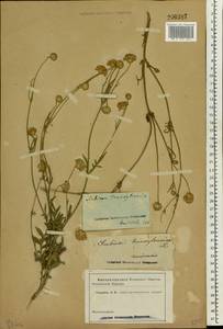 Cephalaria transsylvanica (L.) Schrad. ex Roem. & Schult., Eastern Europe, Rostov Oblast (E12a) (Russia)