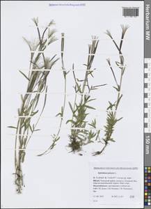 Epilobium palustre L., Siberia, Western Siberia (S1) (Russia)