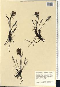 Pedicularis sudetica Willd., Siberia, Western Siberia (S1) (Russia)