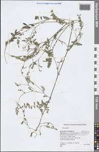 Oxytropis, Middle Asia, Northern & Central Tian Shan (M4) (Kyrgyzstan)