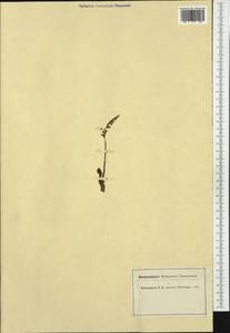 Spiranthes spiralis (L.) Chevall., Western Europe (EUR) (Switzerland)