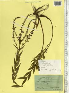 Lythrum virgatum L., Eastern Europe, West Ukrainian region (E13) (Ukraine)