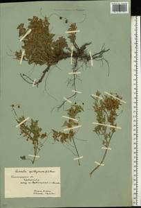 Cuscuta epithymum (L.) L., Eastern Europe, Lower Volga region (E9) (Russia)