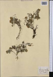 Teucrium montanum L., Western Europe (EUR)