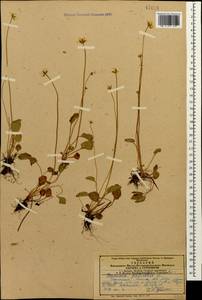 Parnassia palustris L., Caucasus, Armenia (K5) (Armenia)