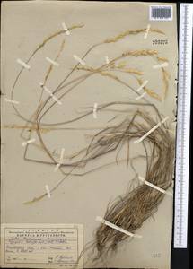 Piptatherum holciforme (M.Bieb.) Roem. & Schult., Middle Asia, Pamir & Pamiro-Alai (M2) (Uzbekistan)