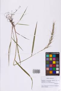 Elymus sibiricus L., Siberia, Russian Far East (S6) (Russia)