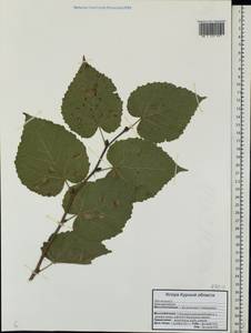 Tilia × europaea L., Eastern Europe, Central forest-and-steppe region (E6) (Russia)