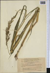 Echinochloa crus-galli (L.) P.Beauv., Western Europe (EUR) (Romania)