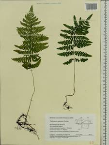 Thelypteris palustris (Salisb.) Schott, Eastern Europe, Central region (E4) (Russia)