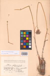 Allium cretaceum, Eastern Europe, Lower Volga region (E9) (Russia)