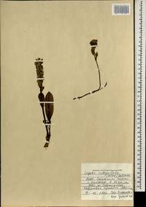 Lagotis integrifolia (Willd.) Schischk. ex Vikulova, Mongolia (MONG) (Mongolia)