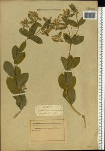 Euphorbia marginata Pursh, Eastern Europe, Rostov Oblast (E12a) (Russia)