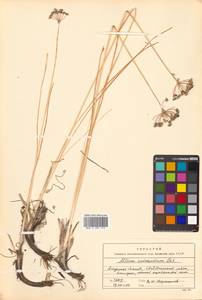 Allium anisopodium Ledeb., Siberia, Russian Far East (S6) (Russia)