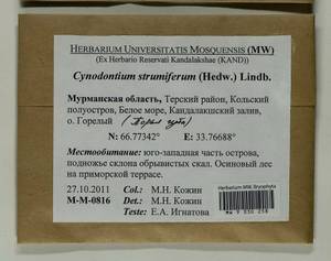 Cynodontium strumiferum (Hedw.) Lindb., Bryophytes, Bryophytes - Karelia, Leningrad & Murmansk Oblasts (B4) (Russia)