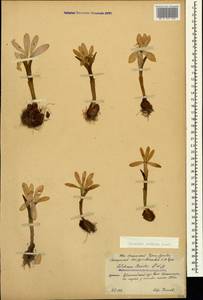 Colchicum raddeanum (Regel) K.Perss., Caucasus, South Ossetia (K4b) (South Ossetia)