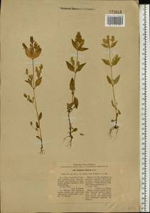 Halenia corniculata (L.) Cornaz, Eastern Europe, Eastern region (E10) (Russia)
