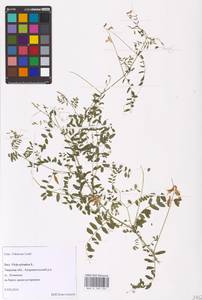 Vicia sylvatica L., Eastern Europe, North-Western region (E2) (Russia)