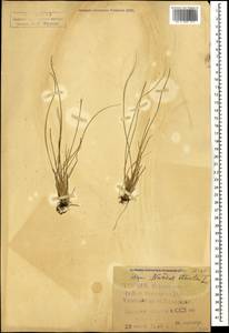 Nardus stricta L., Caucasus, Georgia (K4) (Georgia)