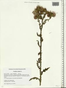 Carduus nutans, Eastern Europe, Eastern region (E10) (Russia)