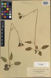 Hieracium murorum subsp. glandellatum Zahn, Western Europe (EUR) (Austria)