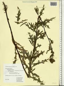 Cirsium arvense, Eastern Europe, Central region (E4) (Russia)