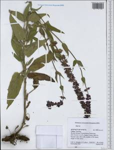 Salvia, South Asia, South Asia (Asia outside ex-Soviet states and Mongolia) (ASIA) (China)