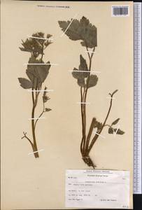 Ligusticum scoticum L., America (AMER) (Greenland)