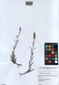 Veronica incana L., Siberia, Altai & Sayany Mountains (S2) (Russia)