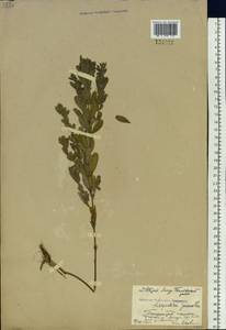 Lespedeza juncea (L.f.) Pers., Siberia, Russian Far East (S6) (Russia)