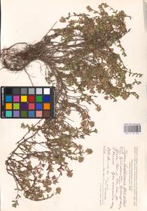 MHA 0 156 852, Thymus bashkiriensis Klokov & Des.-Shost., Eastern Europe, Middle Volga region (E8) (Russia)