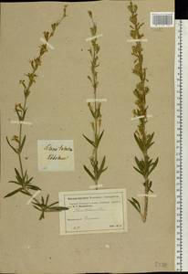 Silene tatarica (L.) Pers., Eastern Europe, Moscow region (E4a) (Russia)