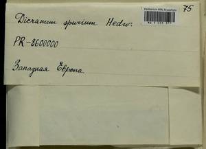 Dicranum spurium Hedw., Bryophytes, Bryophytes - Western Europe (BEu) (Not classified)