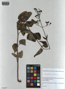 Scrophularia nodosa L., Siberia, Altai & Sayany Mountains (S2) (Russia)