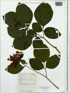 Paeonia daurica subsp. daurica, Caucasus, Black Sea Shore (from Novorossiysk to Adler) (K3) (Russia)