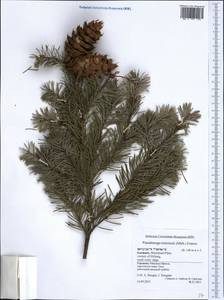 Pseudotsuga menziesii (Mirb.) Franco, Western Europe (EUR) (Germany)