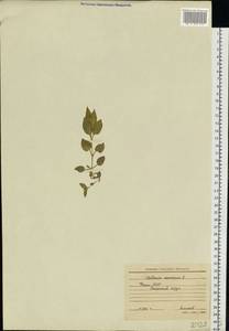 Stellaria nemorum L., Eastern Europe, Northern region (E1) (Russia)