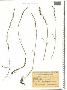 Lolium rigidum Gaudin, Caucasus, Azerbaijan (K6) (Azerbaijan)