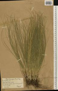 Stipa lessingiana Trin. & Rupr., Eastern Europe, Lower Volga region (E9) (Russia)